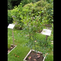 Bourdaine, Frangula alnus (4)